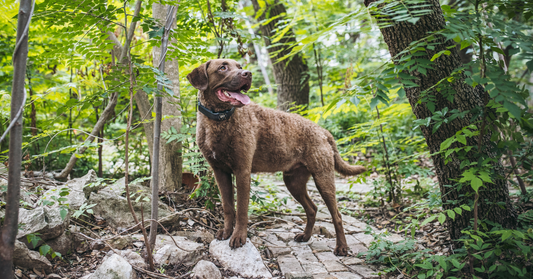 Men's Journal Names SpotOn Nova Edition the Best Outdoor Dog Gear of 2026