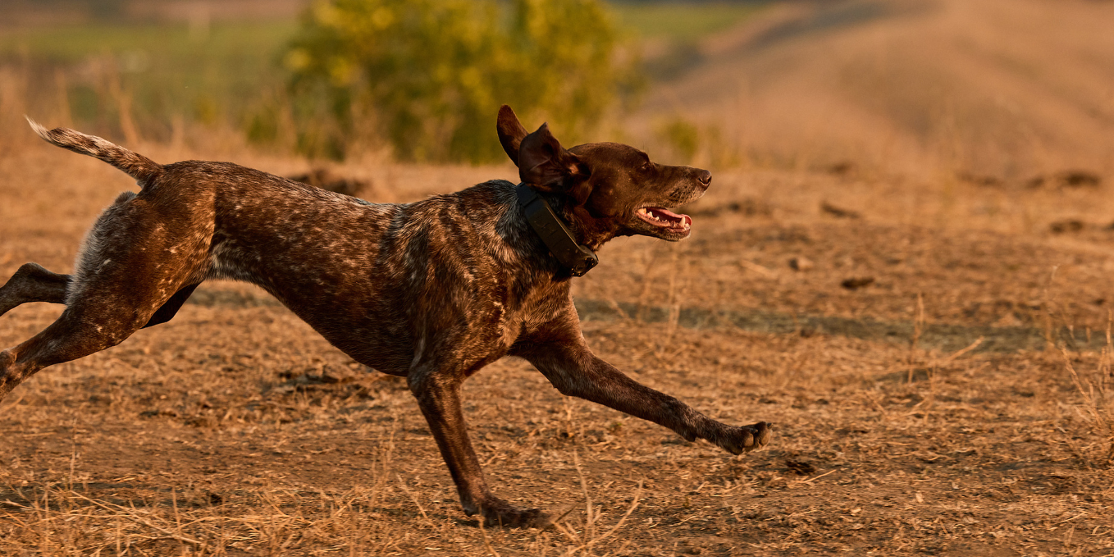 Dog running on a dry field with a blurred background