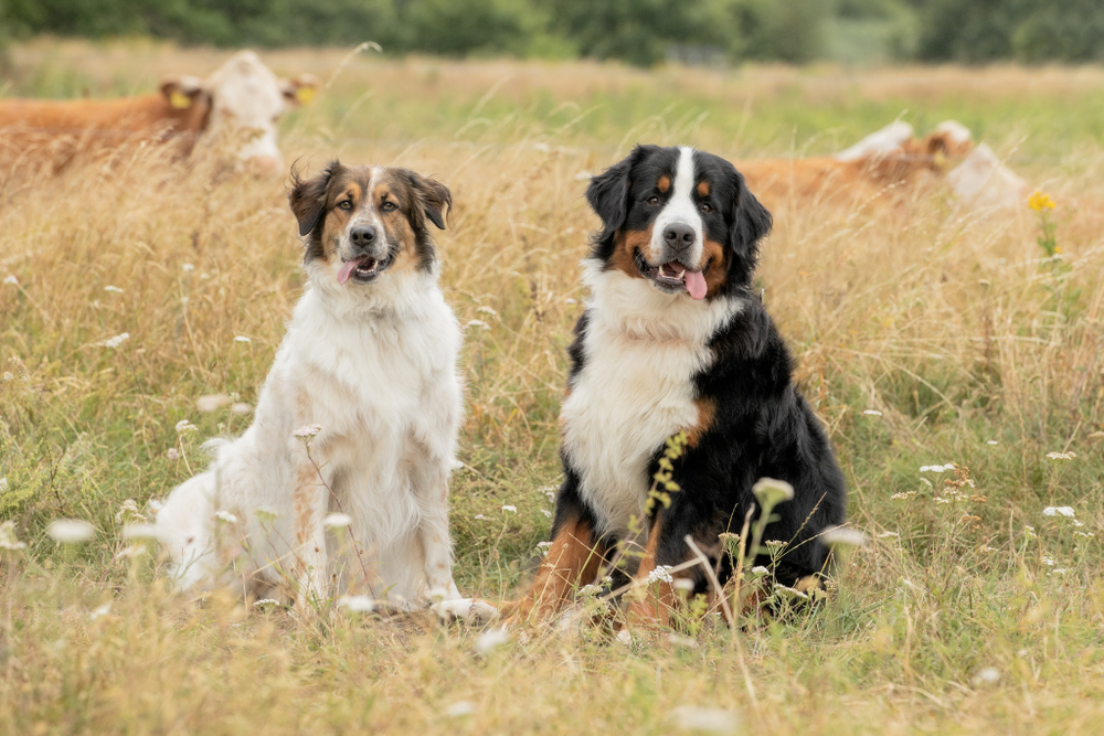 Built for Double-Coated Breeds