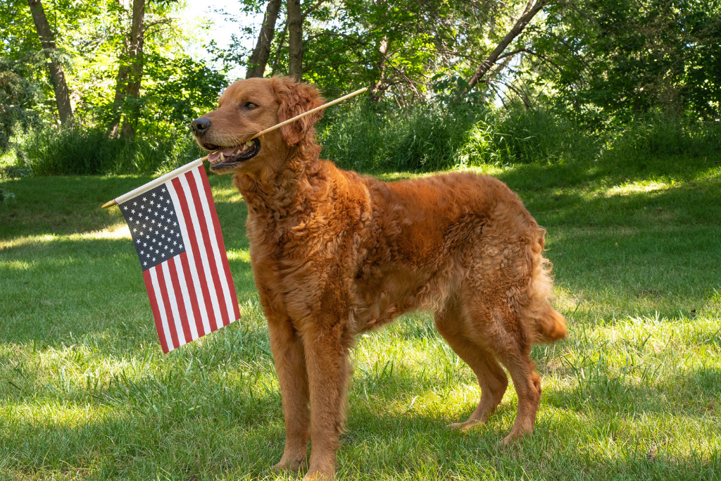 Patriotic dog with flag.