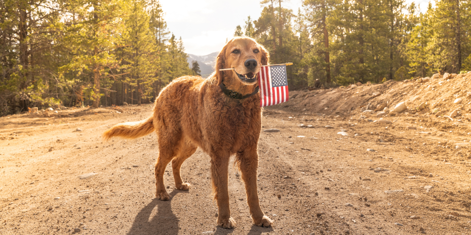 Dog holding an American flag in a natural setting with trees and open space.