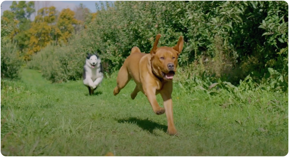 The World s Most Innovative Dog Fence SpotOn GPS Fence