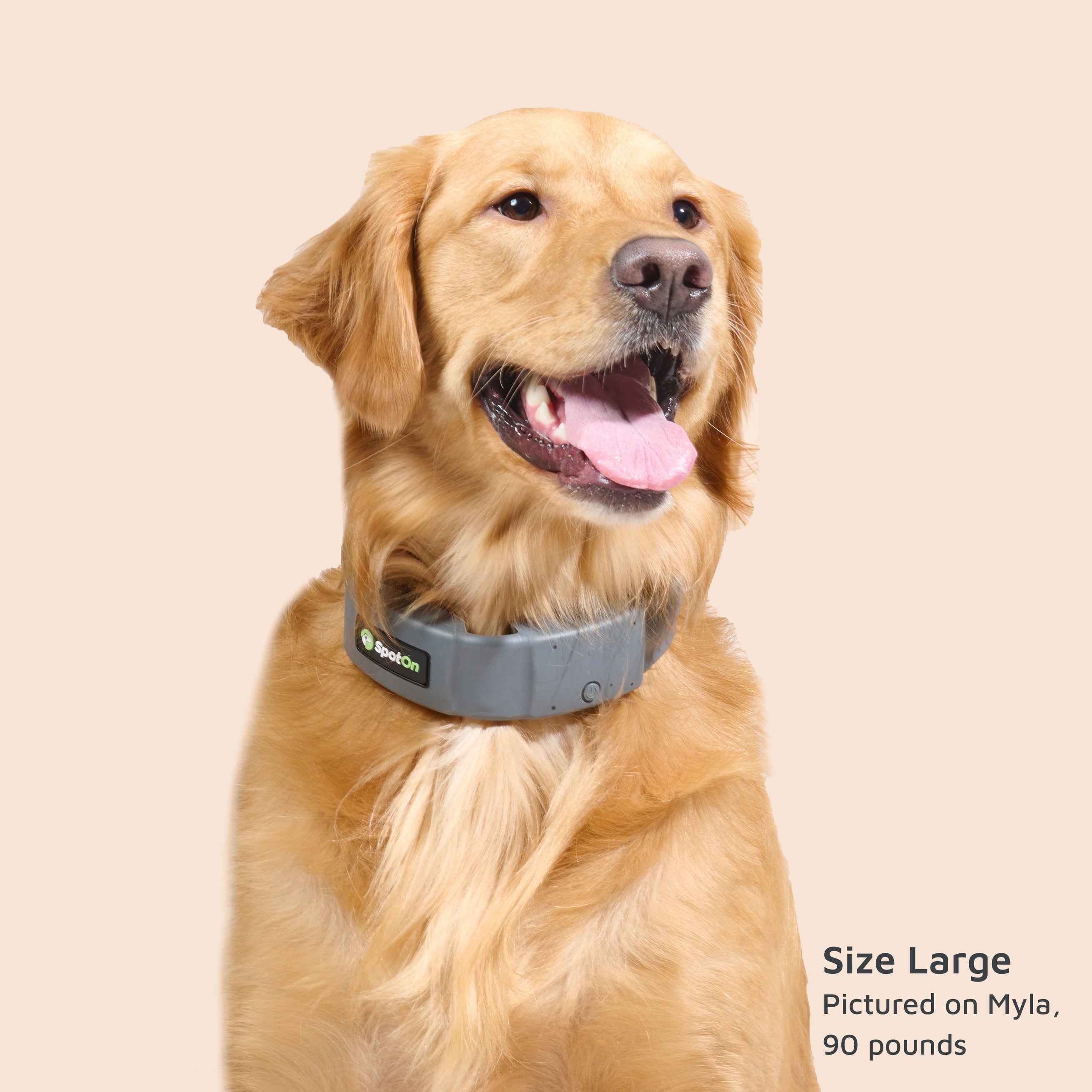 wireless dog collar worn by Myla, 90 pound golden retriever