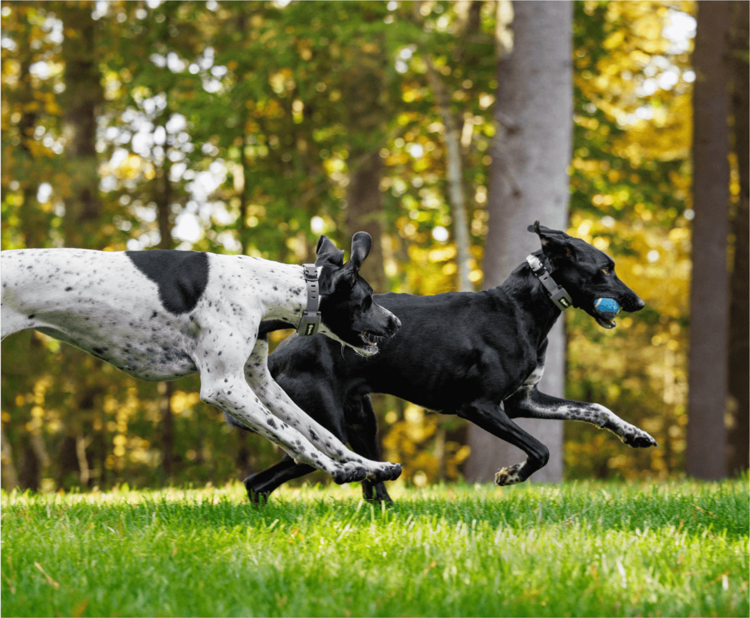 The Best GPS Wireless Fence for Large Dogs & Large Acreage